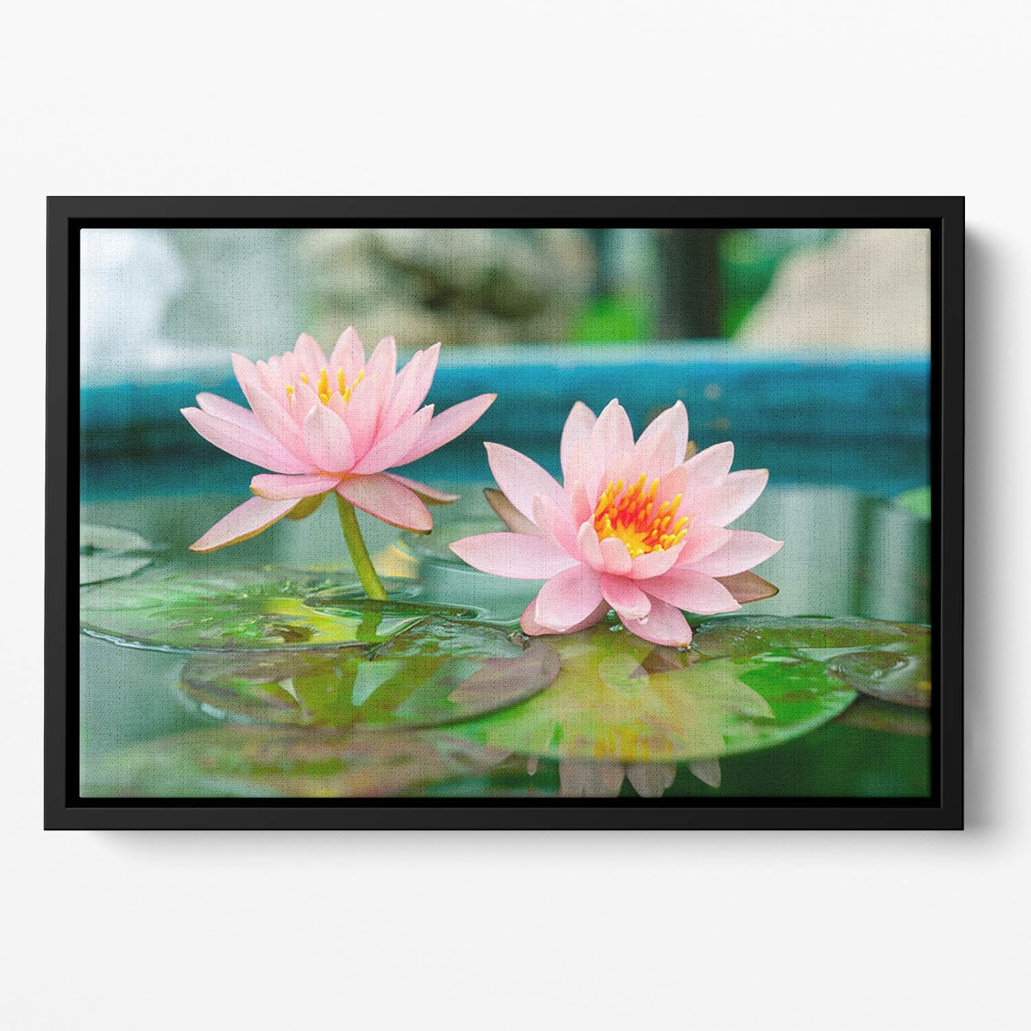 Pink Lotus or water lily in pond Floating Framed Canvas