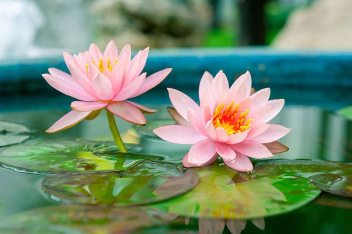 Pink Lotus or water lily in pond Wall Mural Wallpaper