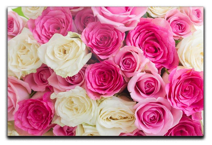 Pink and white fresh rose flowers Canvas Print or Poster  - Canvas Art Rocks - 1