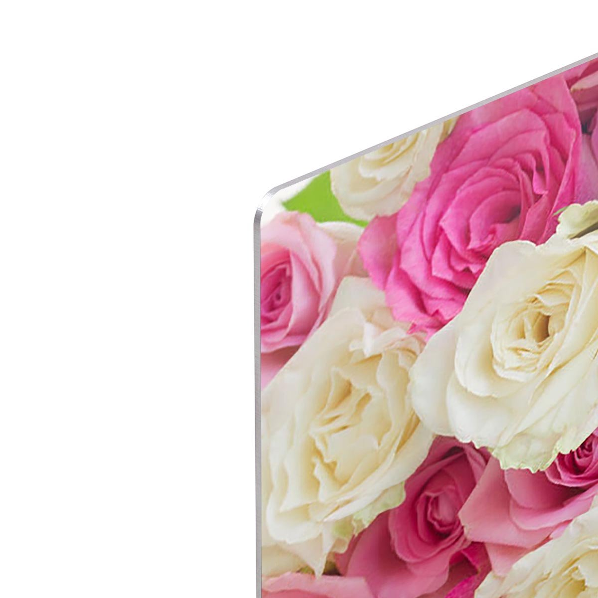 Pink and white fresh rose flowers HD Metal Print