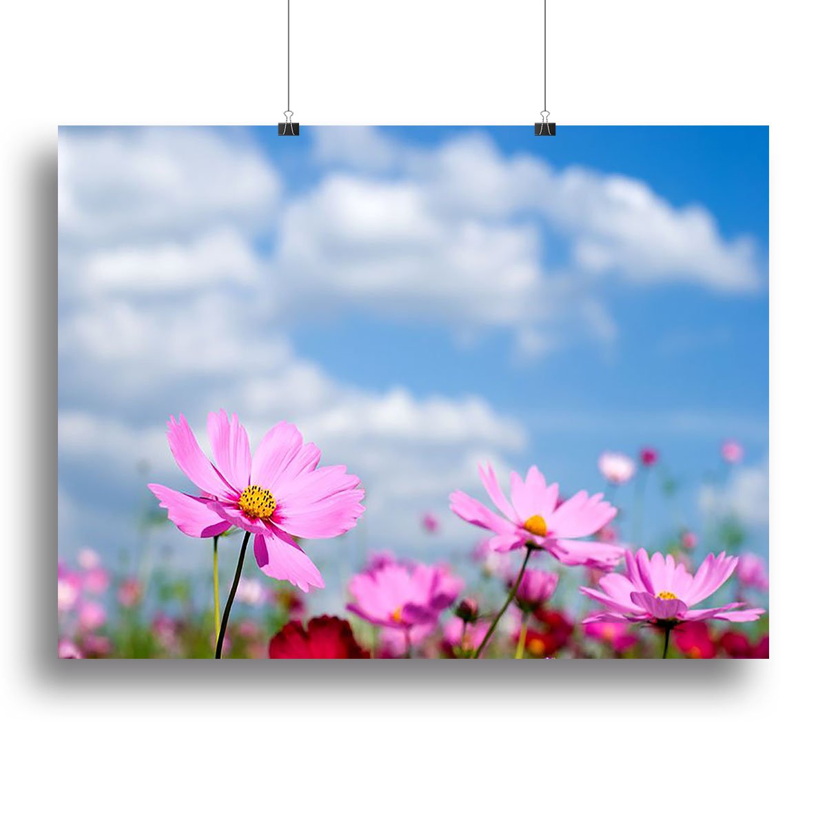 Pink cosmos field and sky Canvas Print or Poster