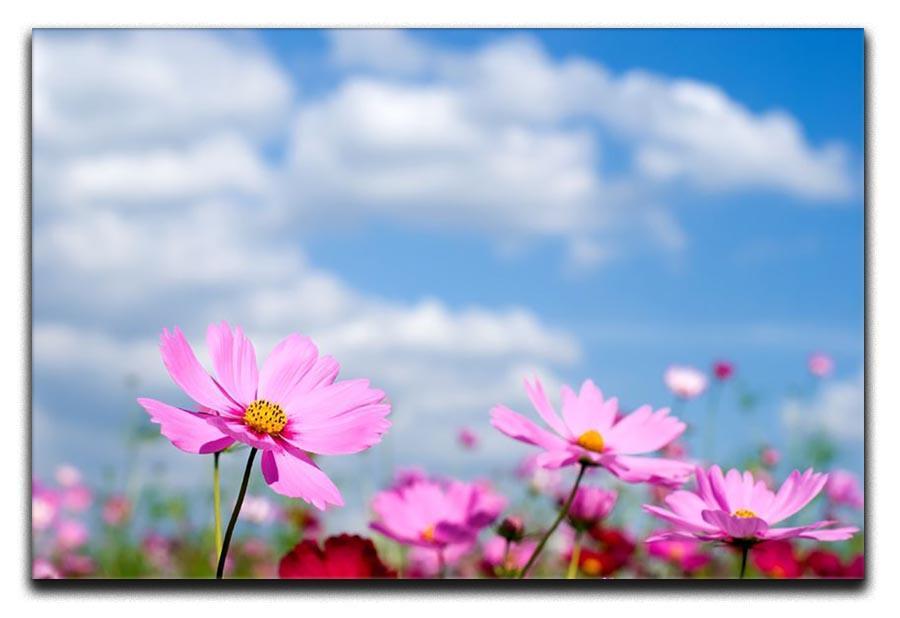 Pink cosmos field and sky Canvas Print or Poster  - Canvas Art Rocks - 1