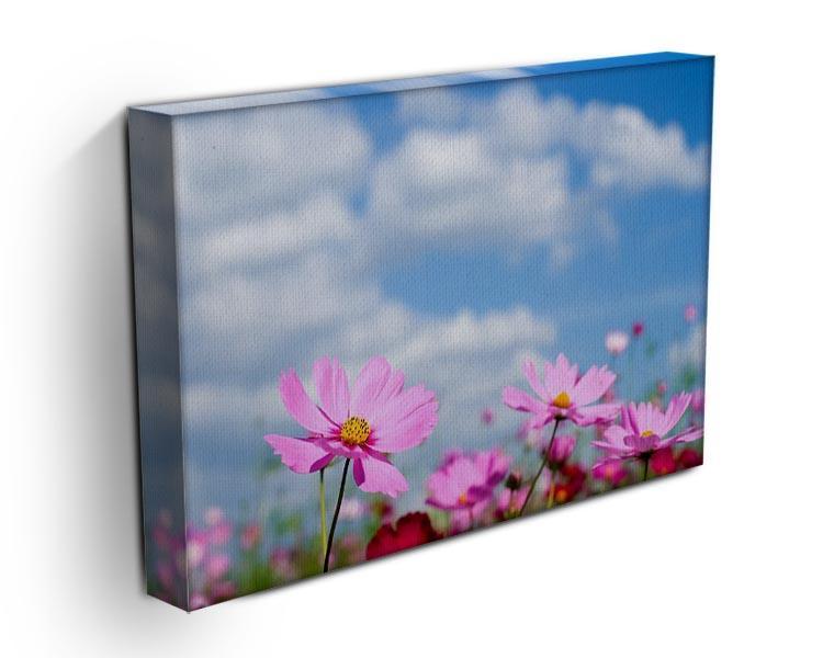 Pink cosmos field and sky Canvas Print or Poster - Canvas Art Rocks - 3