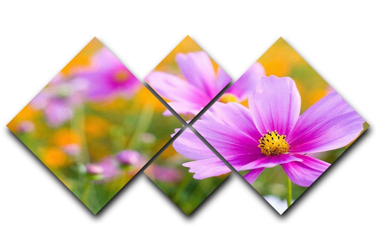 Pink cosmos in the flower fields 4 Square Multi Panel Canvas  - Canvas Art Rocks - 1
