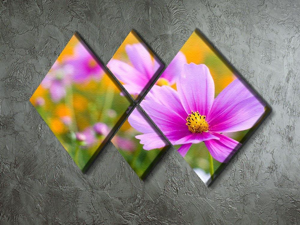 Pink cosmos in the flower fields 4 Square Multi Panel Canvas  - Canvas Art Rocks - 2