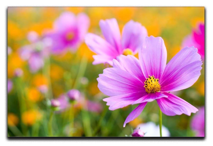 Pink cosmos in the flower fields Canvas Print or Poster  - Canvas Art Rocks - 1