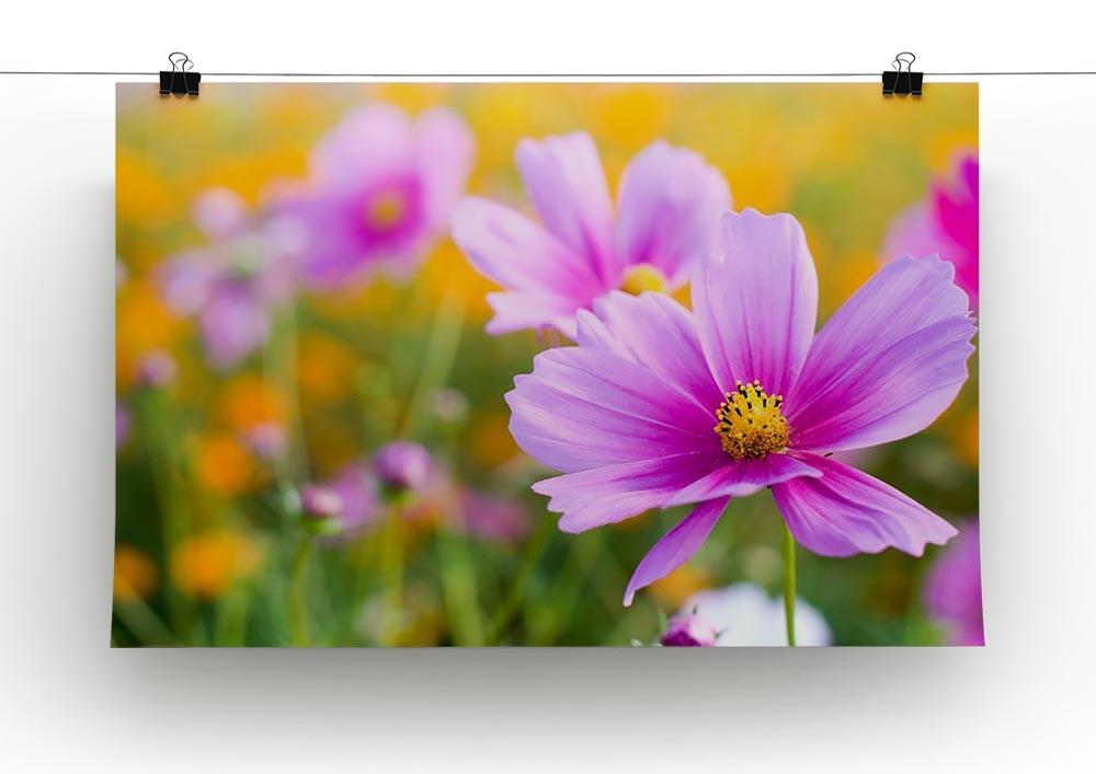 Pink cosmos in the flower fields Canvas Print or Poster - Canvas Art Rocks - 2