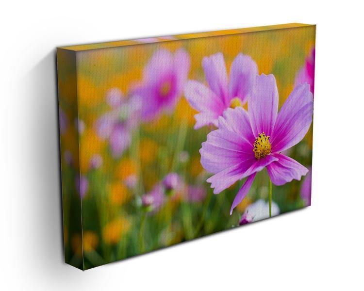 Pink cosmos in the flower fields Canvas Print or Poster - Canvas Art Rocks - 3