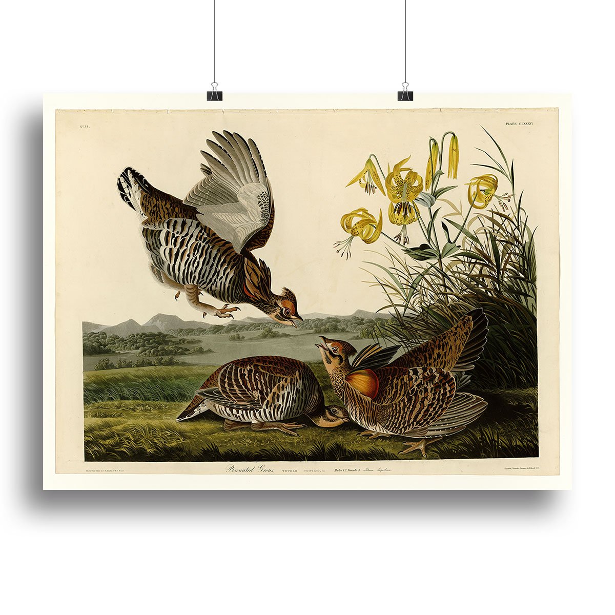 Pinnated Grouse by Audubon Canvas Print or Poster