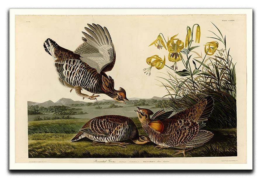 Pinnated Grouse by Audubon Canvas Print or Poster - Canvas Art Rocks - 1