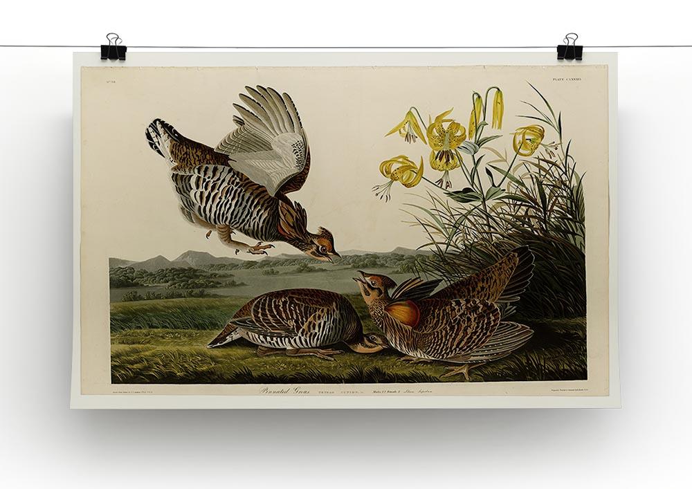 Pinnated Grouse by Audubon Canvas Print or Poster - Canvas Art Rocks - 2