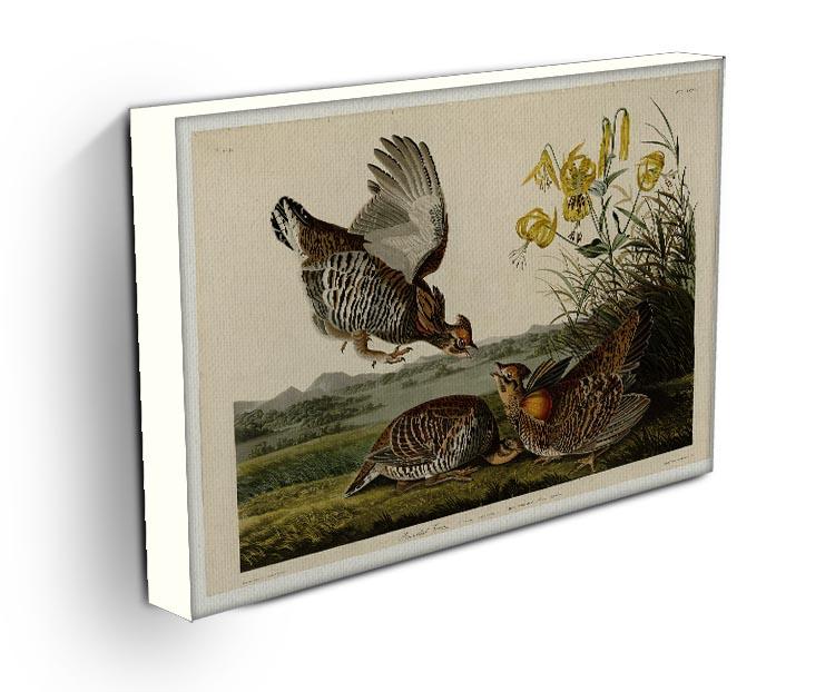 Pinnated Grouse by Audubon Canvas Print or Poster - Canvas Art Rocks - 3