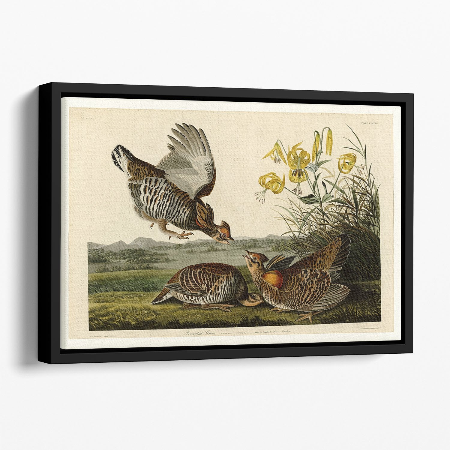 Pinnated Grouse by Audubon Floating Framed Canvas