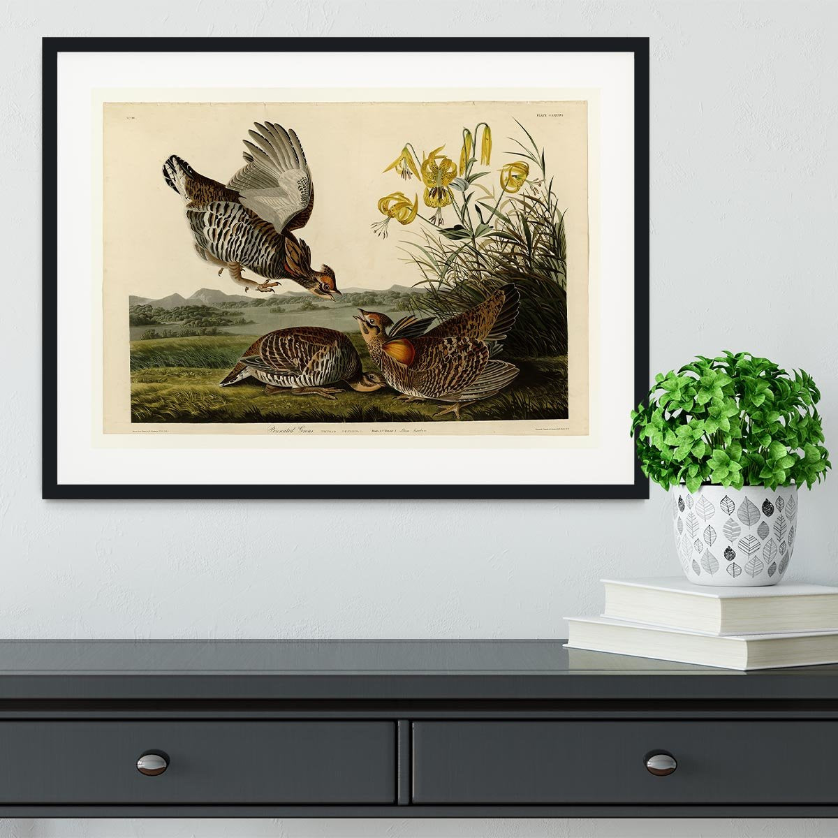 Pinnated Grouse by Audubon Framed Print - Canvas Art Rocks - 1