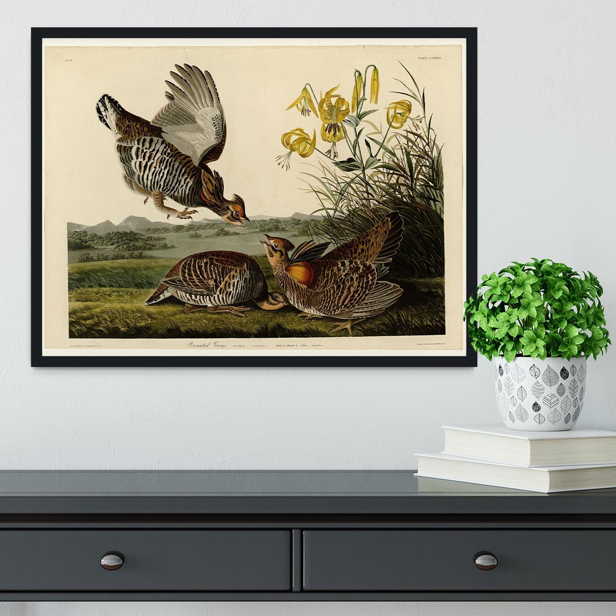 Pinnated Grouse by Audubon Framed Print - Canvas Art Rocks - 2