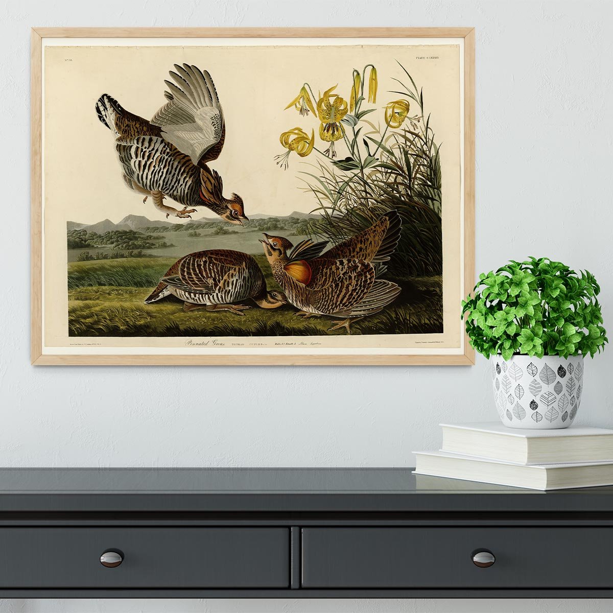 Pinnated Grouse by Audubon Framed Print - Canvas Art Rocks - 4