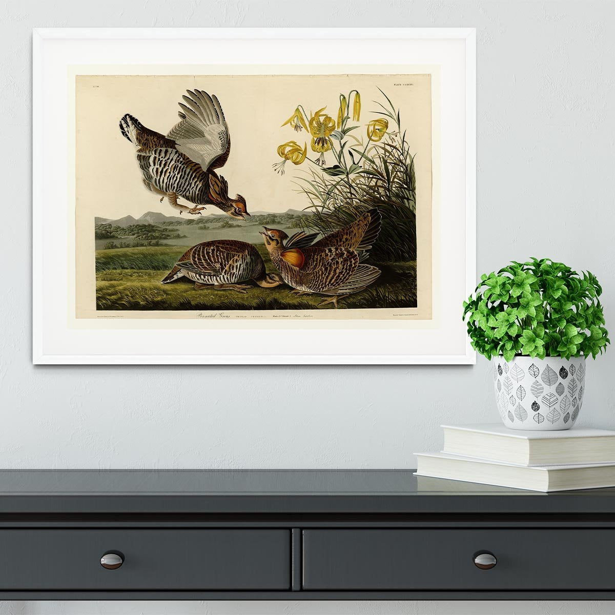 Pinnated Grouse by Audubon Framed Print - Canvas Art Rocks - 5