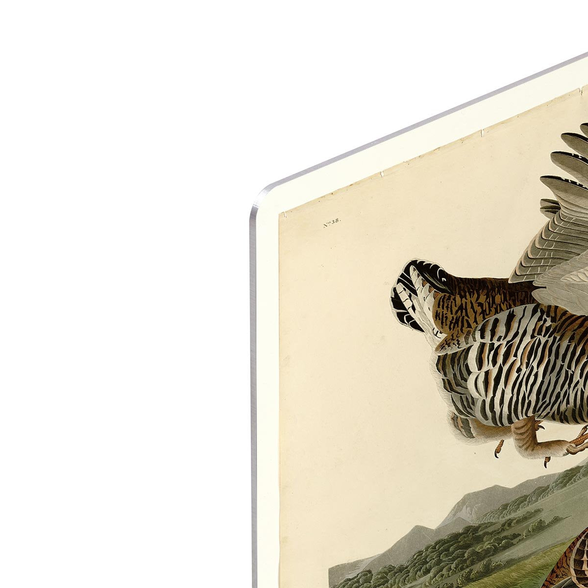 Pinnated Grouse by Audubon HD Metal Print - Canvas Art Rocks - 4