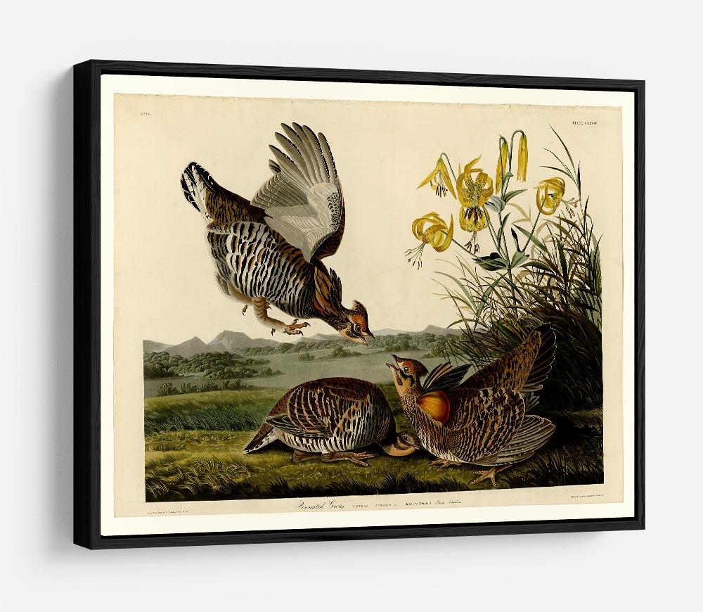 Pinnated Grouse by Audubon HD Metal Print - Canvas Art Rocks - 6
