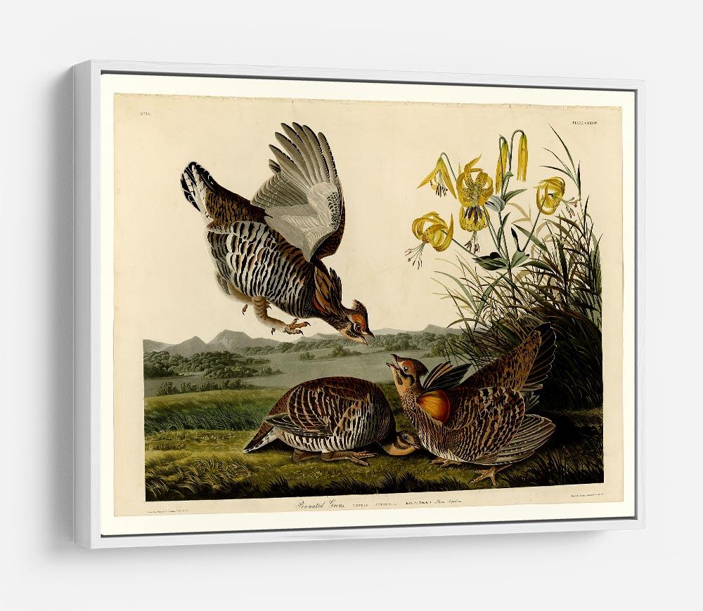Pinnated Grouse by Audubon HD Metal Print - Canvas Art Rocks - 7