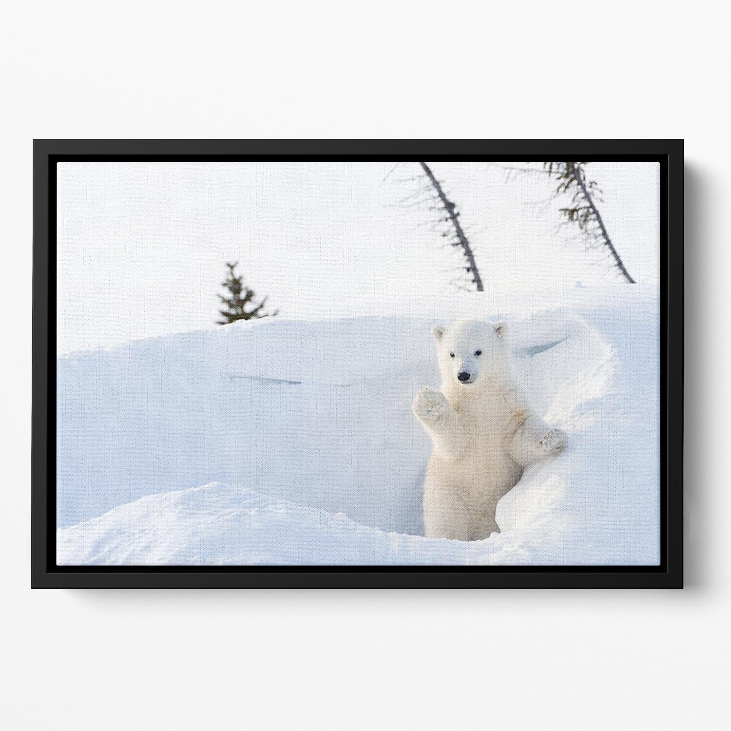 Polar bear Ursus maritimus cub coming out den Floating Framed Canvas - Canvas Art Rocks - 2
