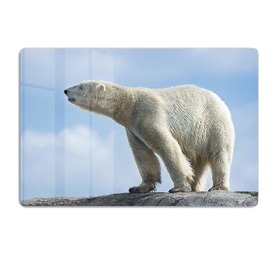 Polar bear walking on rocks HD Metal Print - Canvas Art Rocks - 1