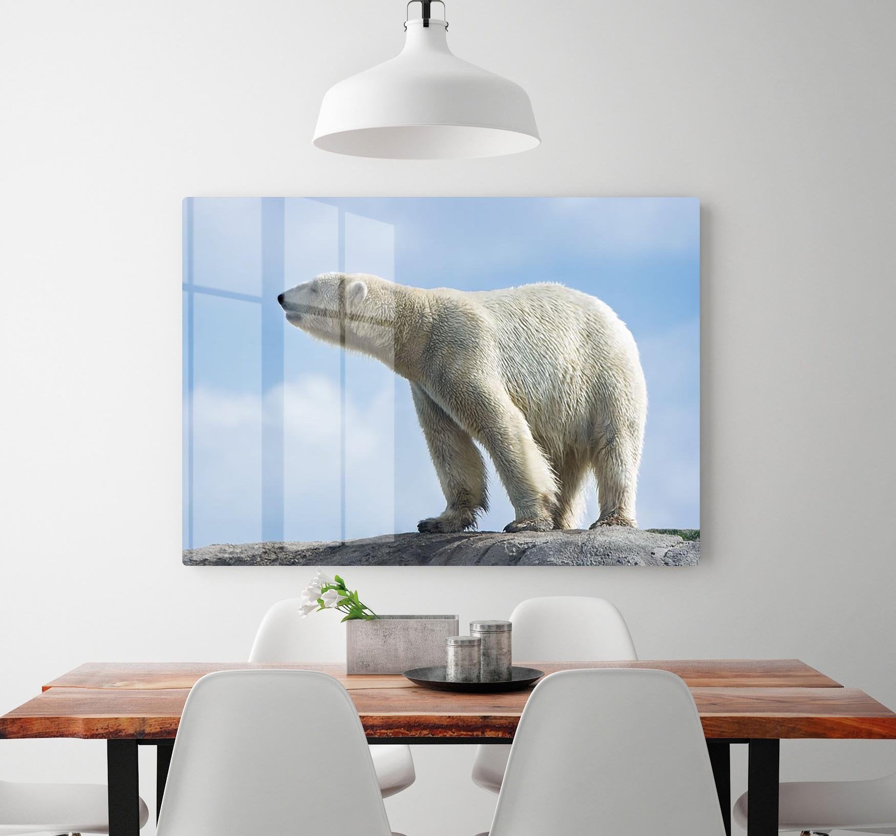 Polar bear walking on rocks HD Metal Print - Canvas Art Rocks - 2