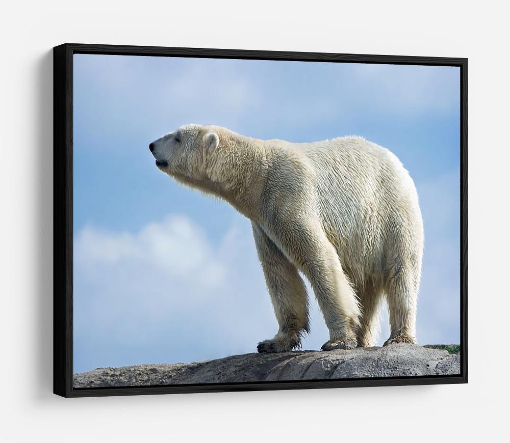 Polar bear walking on rocks HD Metal Print - Canvas Art Rocks - 6
