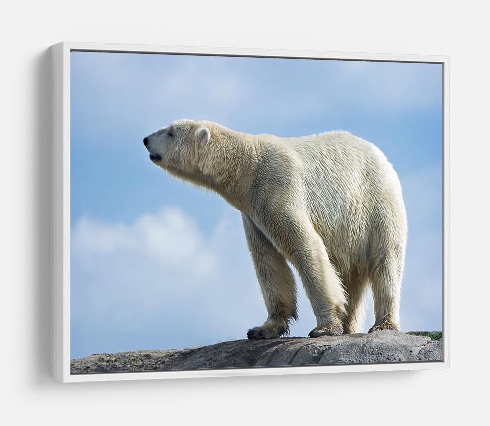 Polar bear walking on rocks HD Metal Print - Canvas Art Rocks - 7