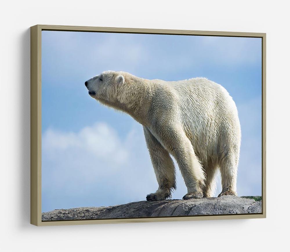 Polar bear walking on rocks HD Metal Print - Canvas Art Rocks - 8