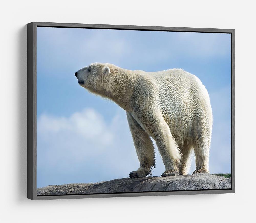 Polar bear walking on rocks HD Metal Print - Canvas Art Rocks - 9