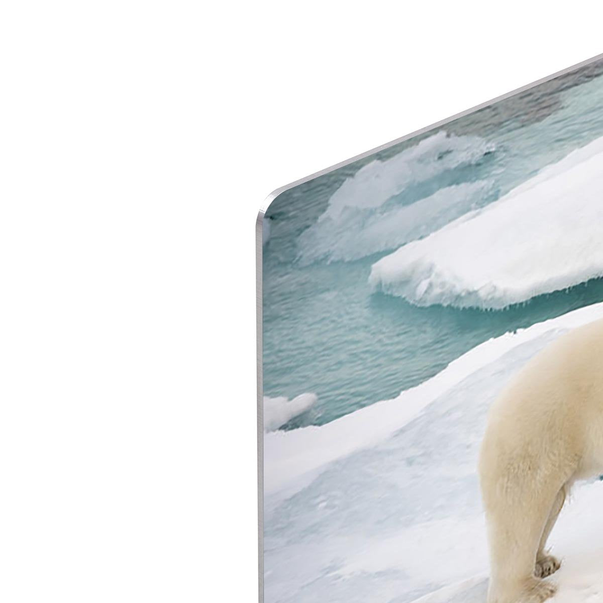 Polar bear walking on sea ice HD Metal Print - Canvas Art Rocks - 4