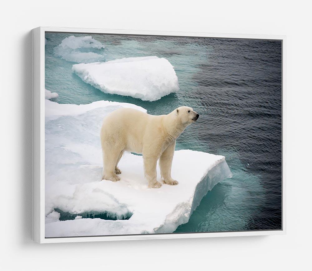 Polar bear walking on sea ice HD Metal Print - Canvas Art Rocks - 7