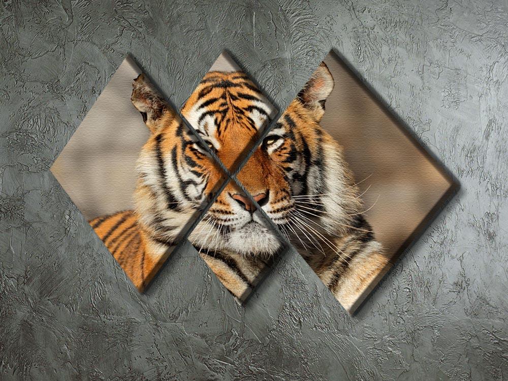 Portrait of a Bengal tiger 4 Square Multi Panel Canvas - Canvas Art Rocks - 2