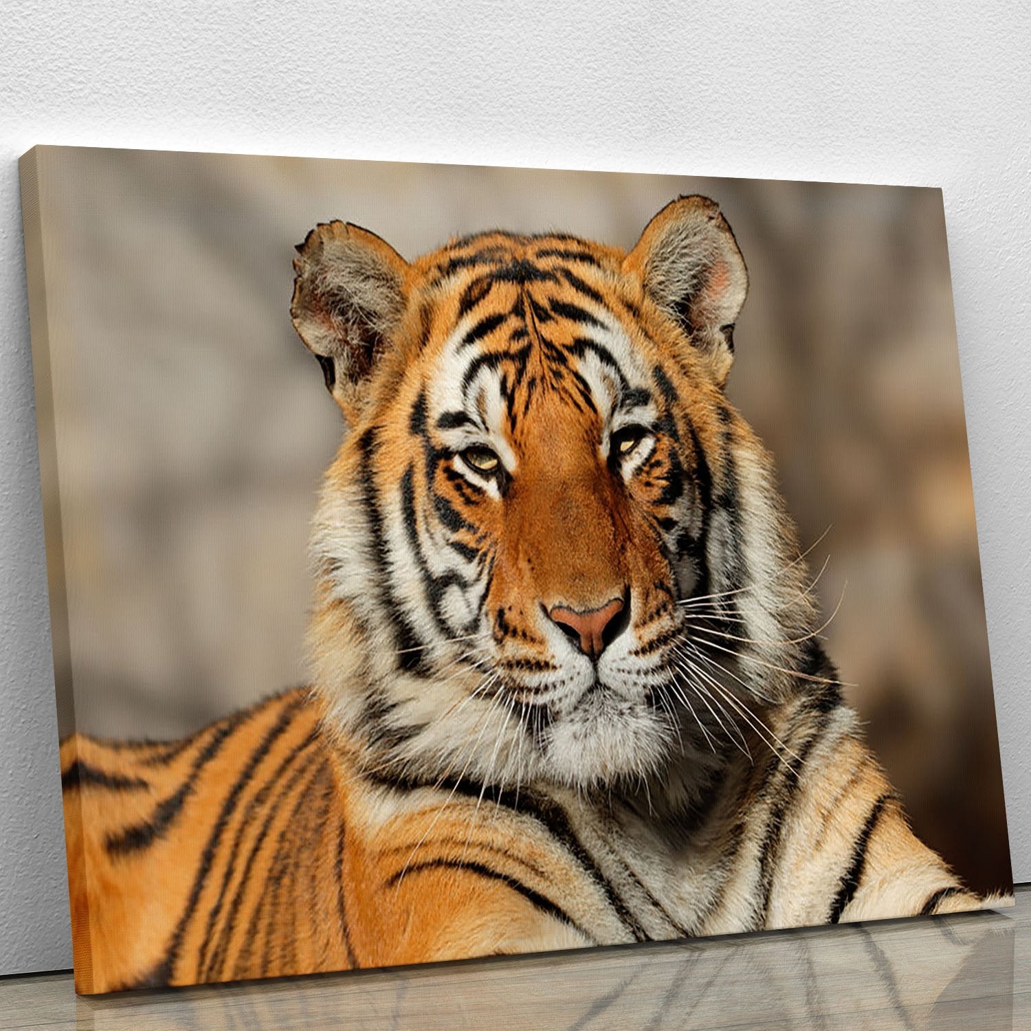 Portrait of a Bengal tiger Canvas Print or Poster