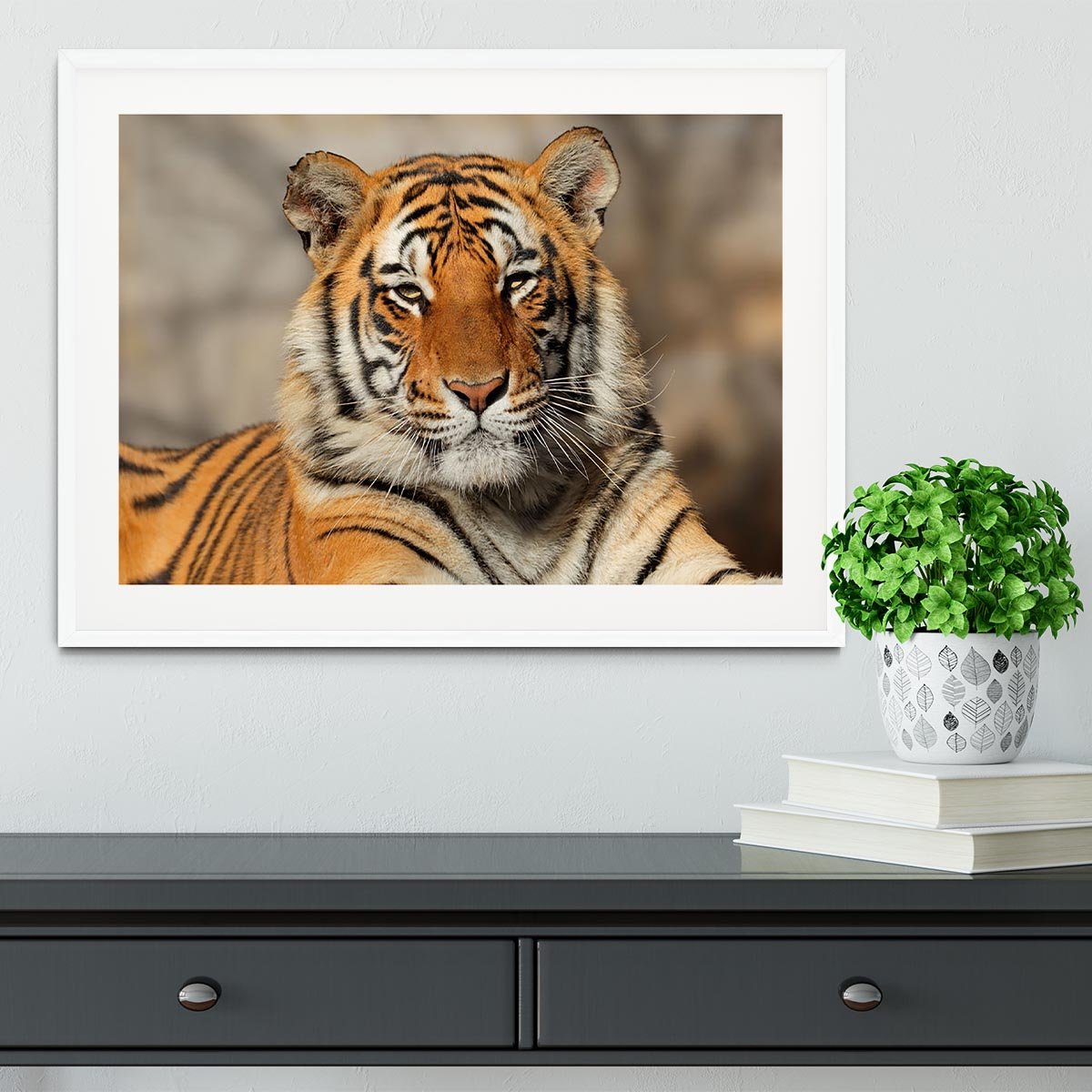 Portrait of a Bengal tiger Framed Print - Canvas Art Rocks - 5