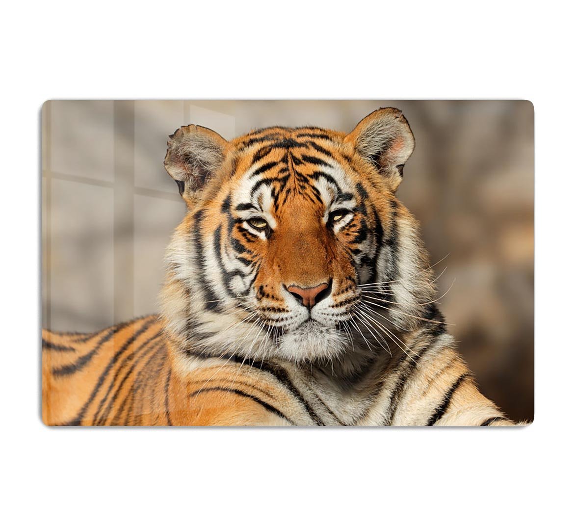 Portrait of a Bengal tiger HD Metal Print - Canvas Art Rocks - 1