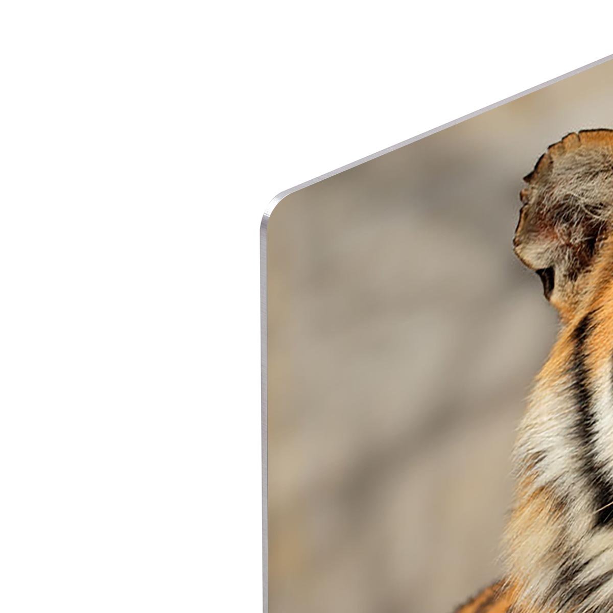 Portrait of a Bengal tiger HD Metal Print - Canvas Art Rocks - 4