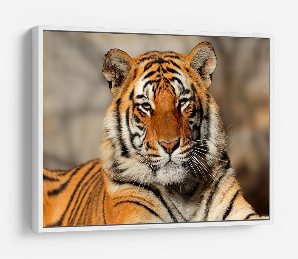 Portrait of a Bengal tiger HD Metal Print - Canvas Art Rocks - 7