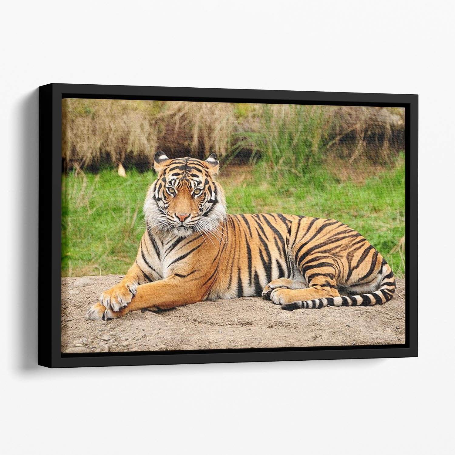 Portrait of a Royal Bengal tiger alert Floating Framed Canvas - Canvas Art Rocks - 1