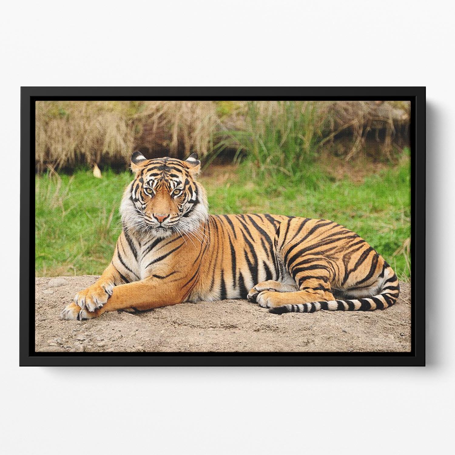Portrait of a Royal Bengal tiger alert Floating Framed Canvas - Canvas Art Rocks - 2