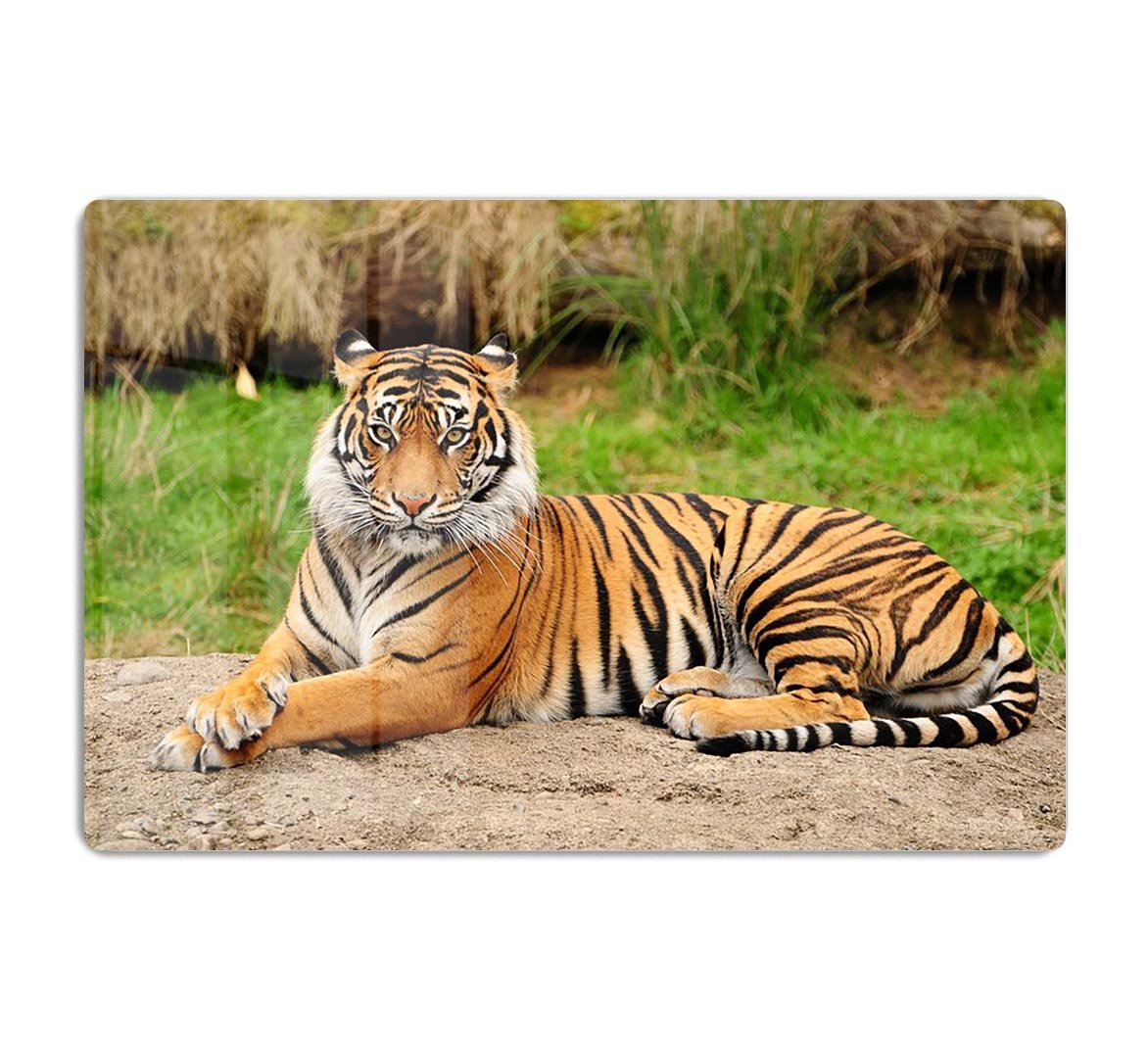 Portrait of a Royal Bengal tiger alert HD Metal Print - Canvas Art Rocks - 1