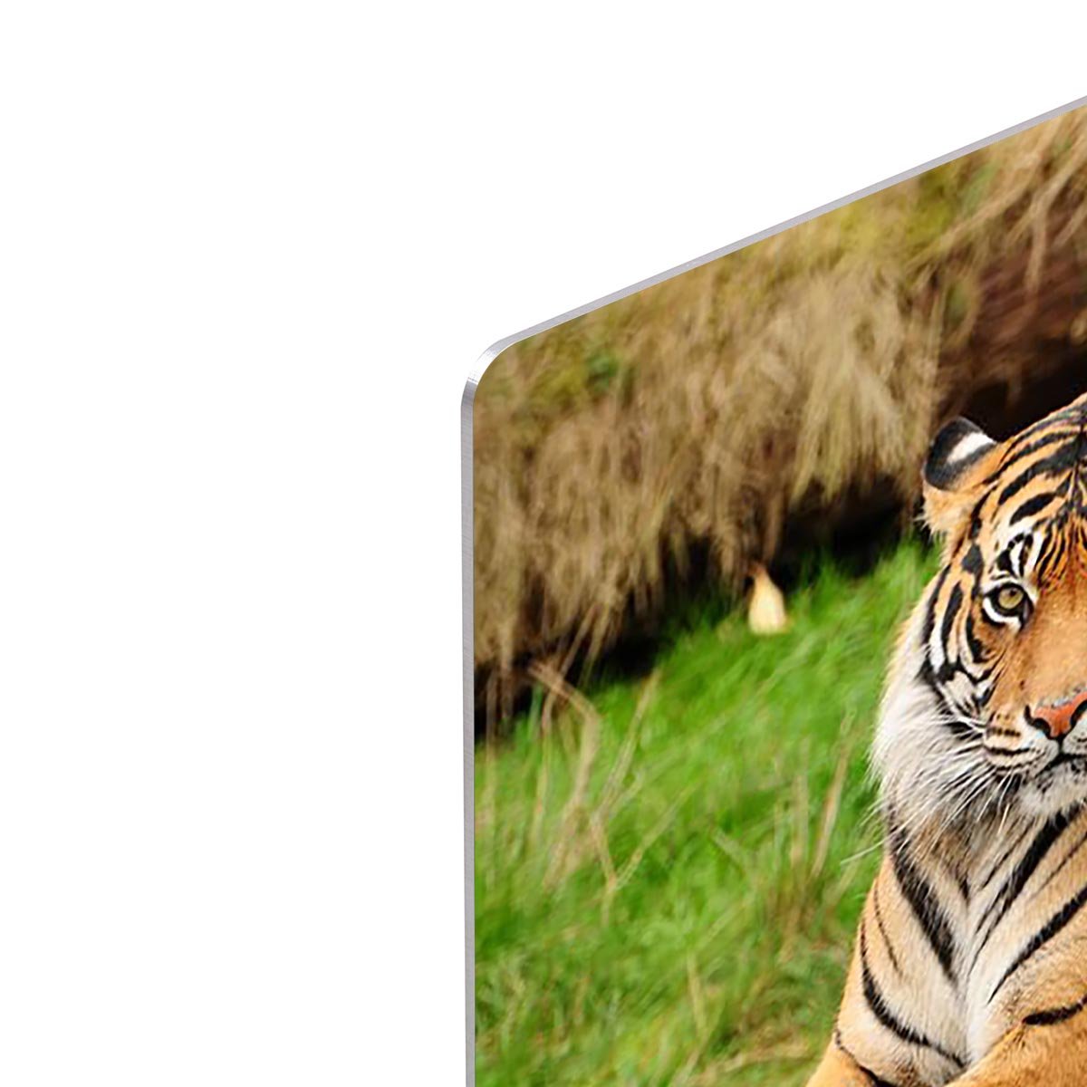 Portrait of a Royal Bengal tiger alert HD Metal Print - Canvas Art Rocks - 4