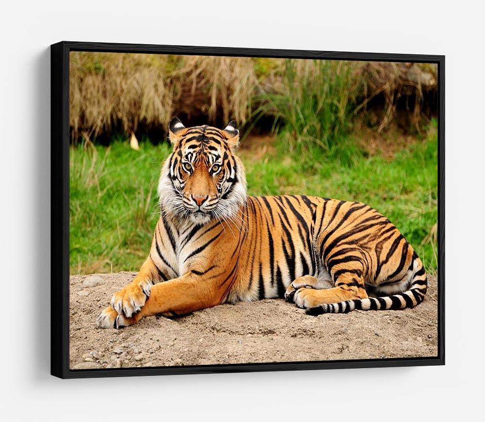 Portrait of a Royal Bengal tiger alert HD Metal Print - Canvas Art Rocks - 6
