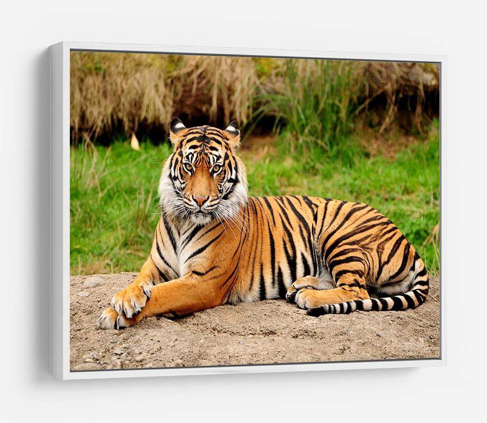 Portrait of a Royal Bengal tiger alert HD Metal Print - Canvas Art Rocks - 7