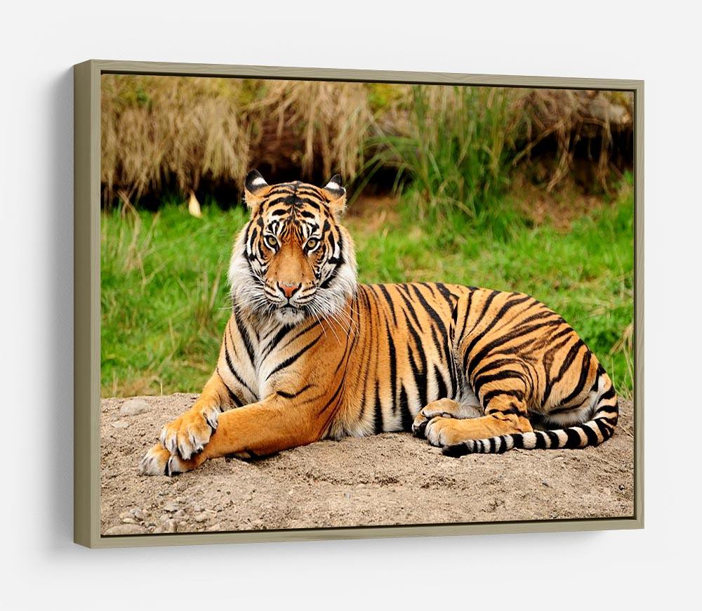 Portrait of a Royal Bengal tiger alert HD Metal Print - Canvas Art Rocks - 8