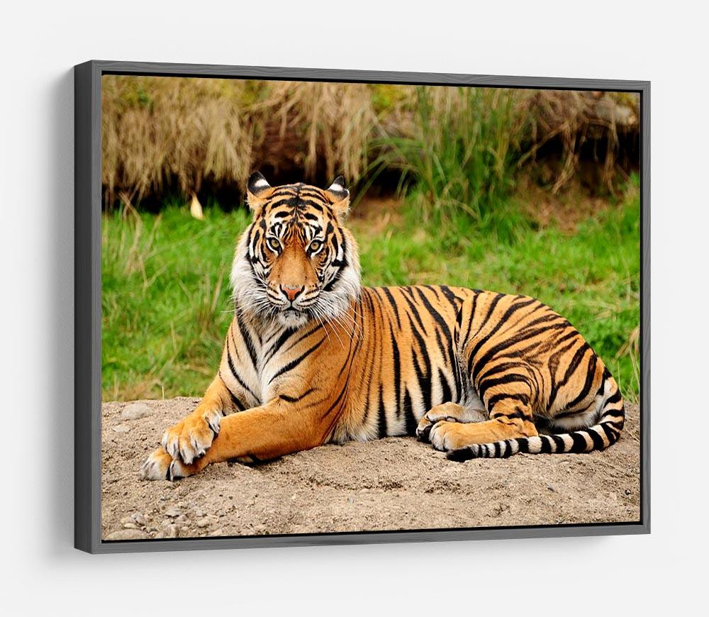 Portrait of a Royal Bengal tiger alert HD Metal Print - Canvas Art Rocks - 9