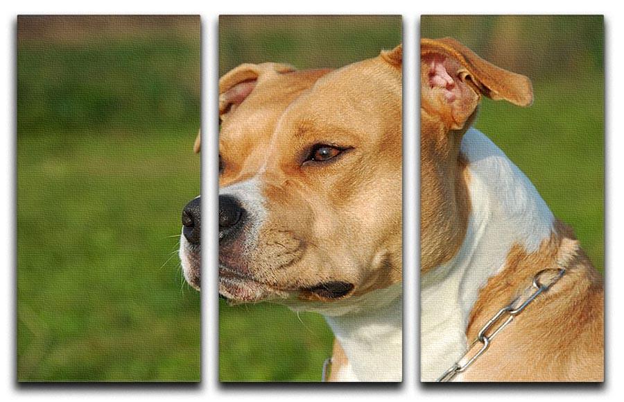 Portrait of a beautiful female purebred American Staffordshire Terrier 3 Split Panel Canvas Print - Canvas Art Rocks - 1