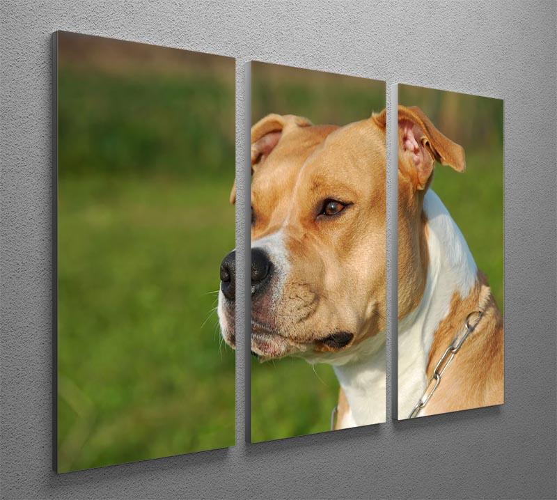 Portrait of a beautiful female purebred American Staffordshire Terrier 3 Split Panel Canvas Print - Canvas Art Rocks - 2