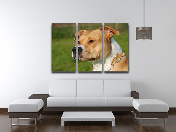 Portrait of a beautiful female purebred American Staffordshire Terrier 3 Split Panel Canvas Print - Canvas Art Rocks - 3